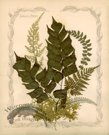 Jamaican Fern 06